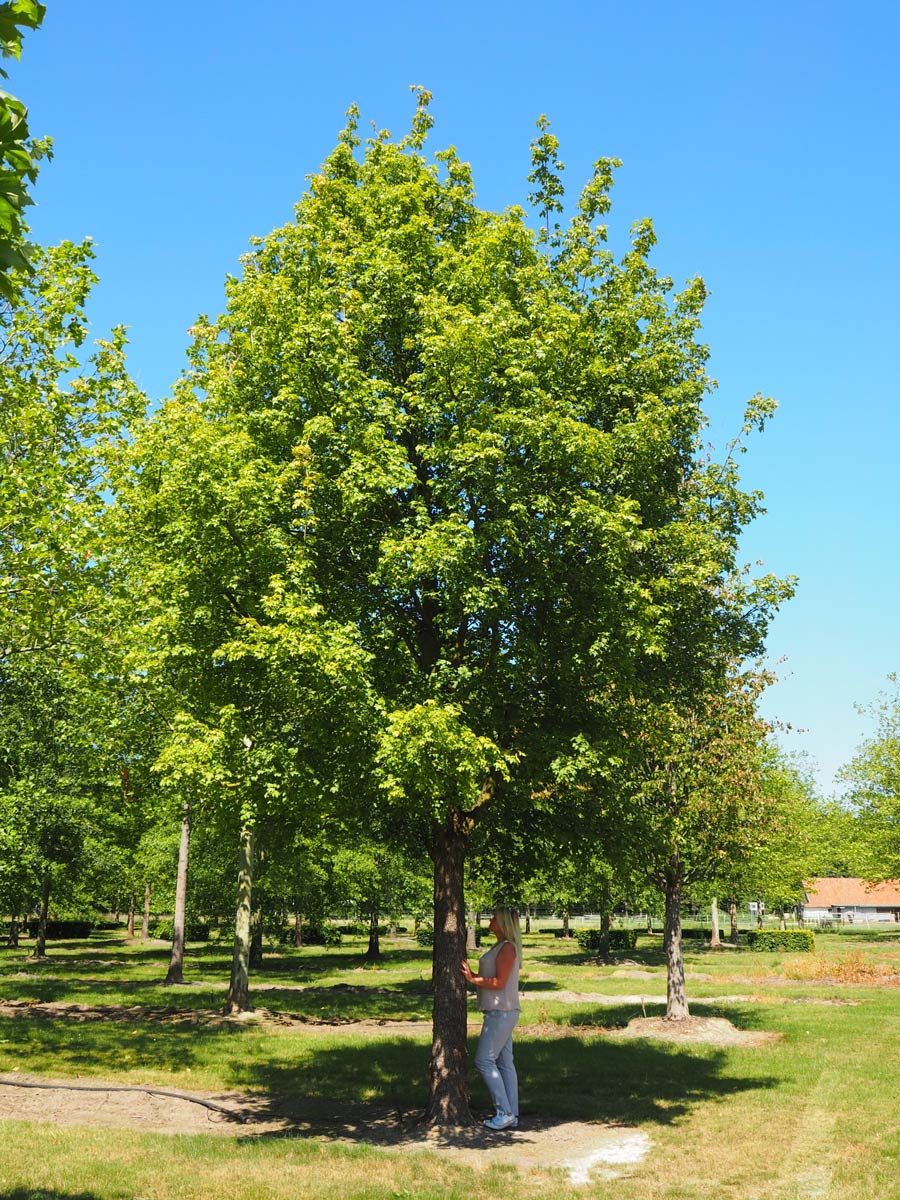 Nursery Purchase Specimen Trees