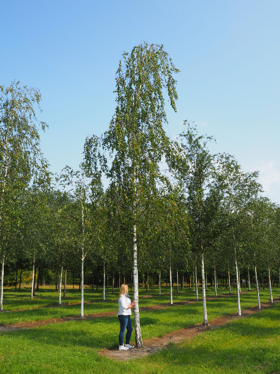 Nursery Purchase Specimen Trees