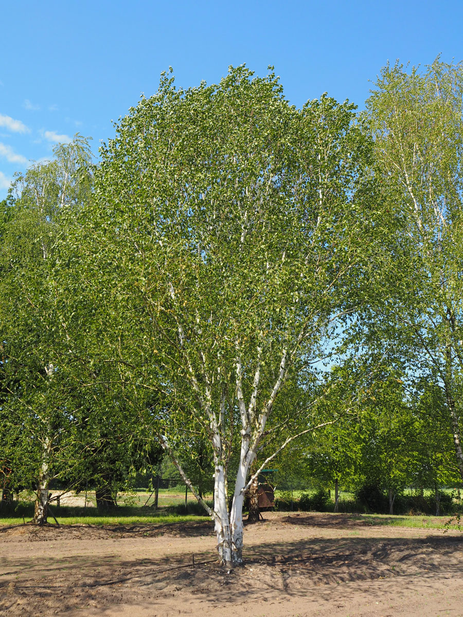 Заказать березку. Береза Жакмона `Doorenbos` (Betula utilis `Doorenbos`). Береза Жакмана. Береза повислая Дооренбос. Береза повислая Doorenbos.