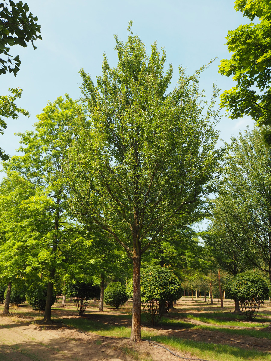 Nursery Purchase Specimen Trees