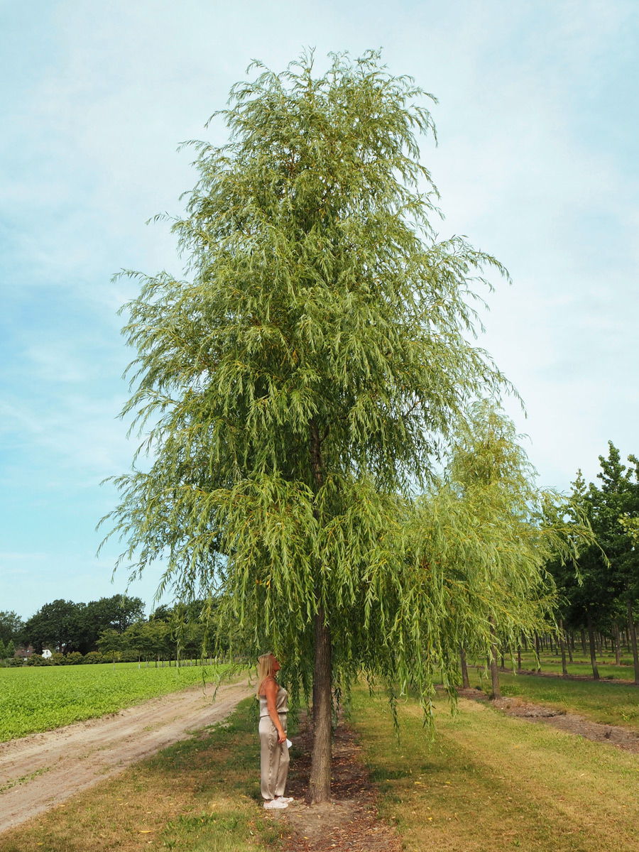 Nursery Purchase Specimen Trees