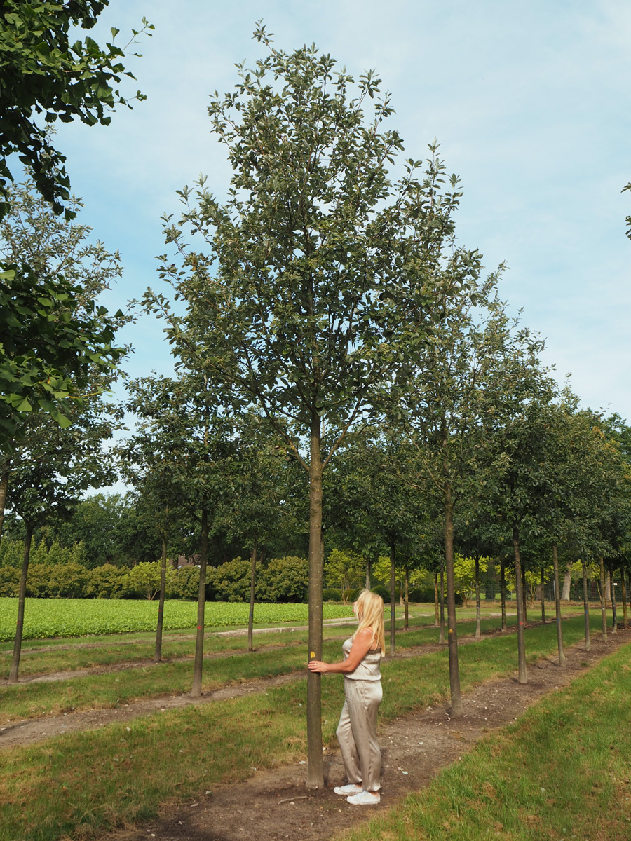 Nursery Purchase Specimen Trees