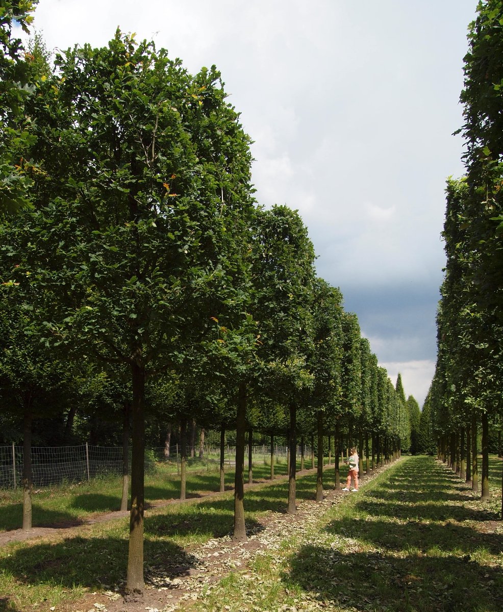 Baumschule Formgehölze: Kiefer, Platane, Linde, Hainbuche