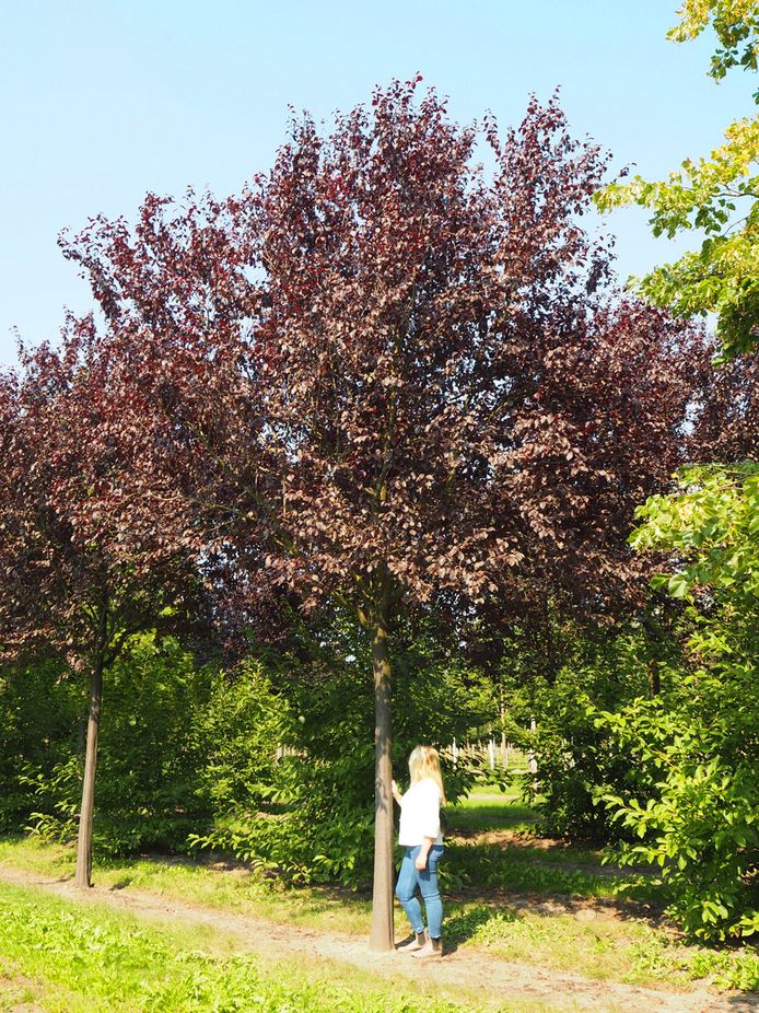 Baumschule Solitärbäume und große Bäume kaufen
