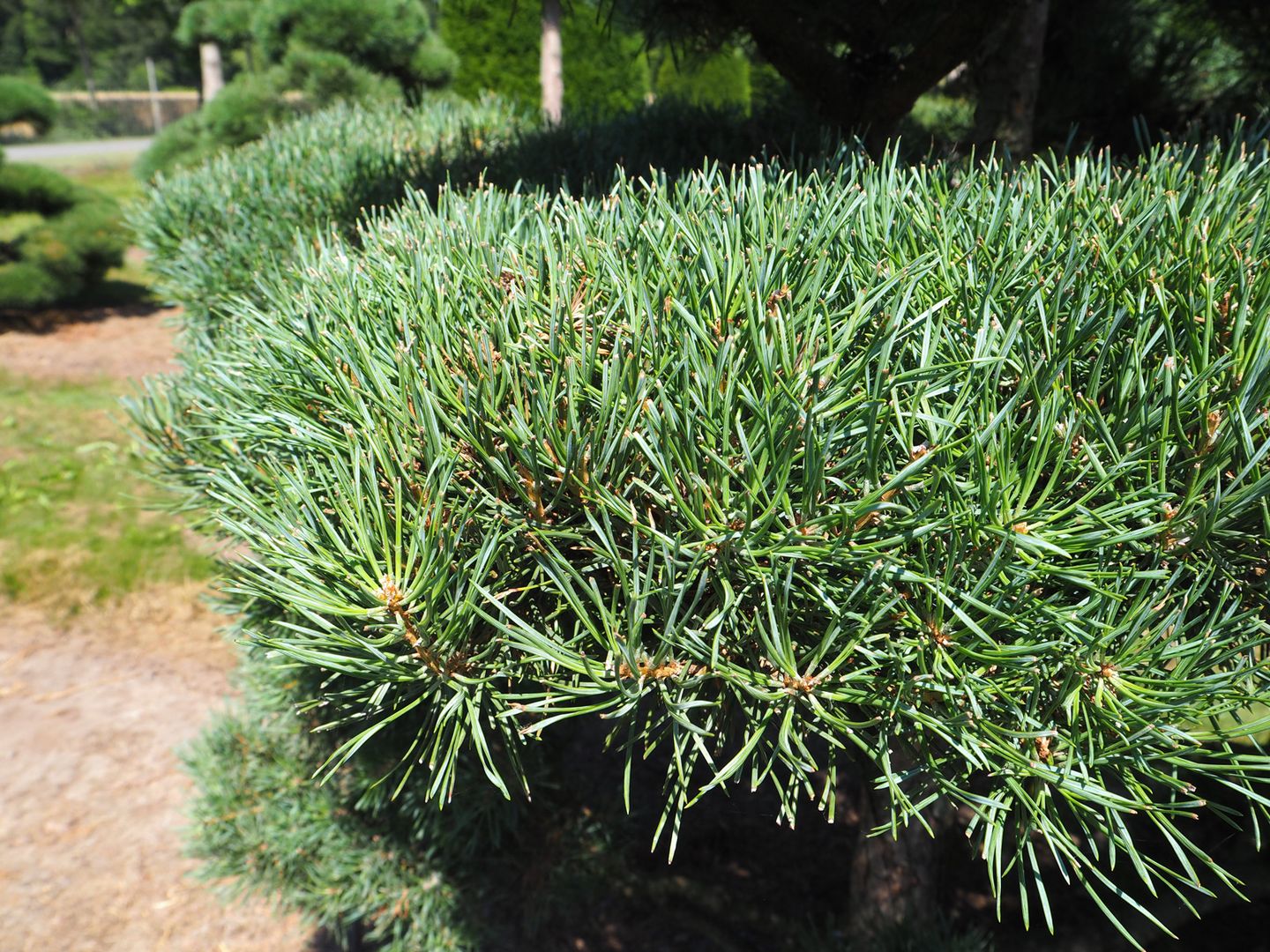 Nursery: Purchase topiaries and pleached trees