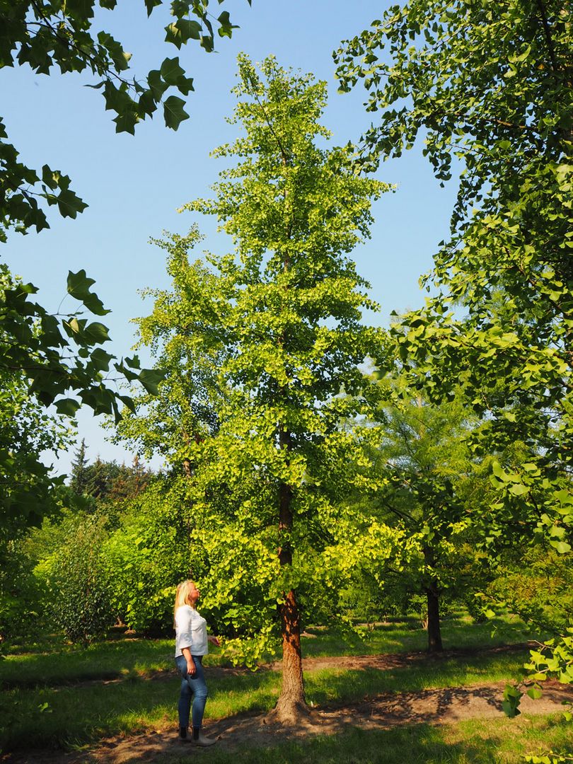 Baumschule Koniferen kaufen