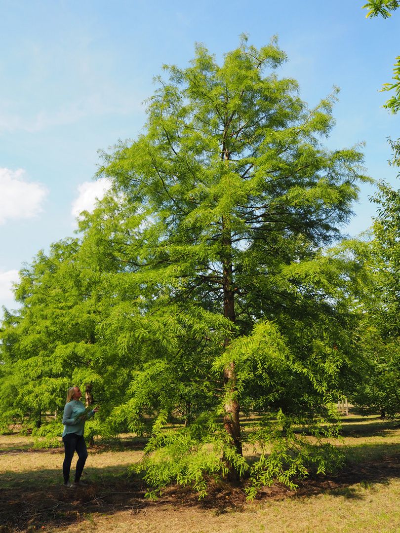 Nursery Purchase field grown conifers