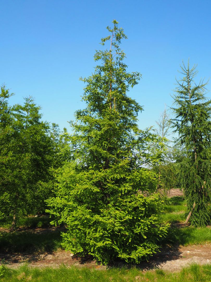 Baumschule Koniferen kaufen