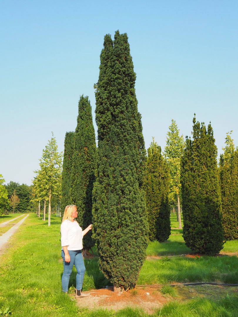 thuja d1 Junior Giant Thuja Tree main image 0