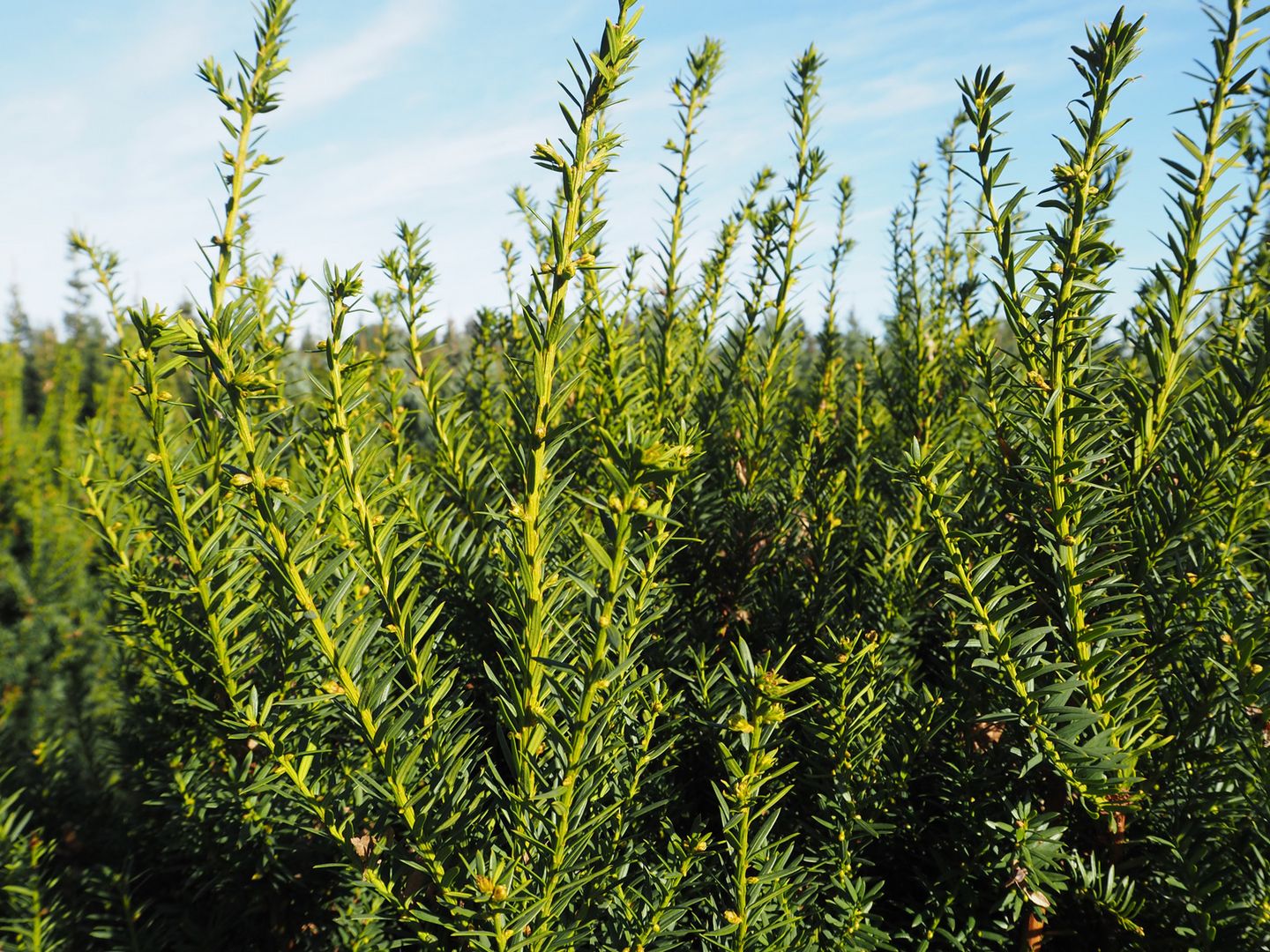 thuja brabant gieen Thuja "Brabant" (80 - 100cm) im Topf Buschig XXL