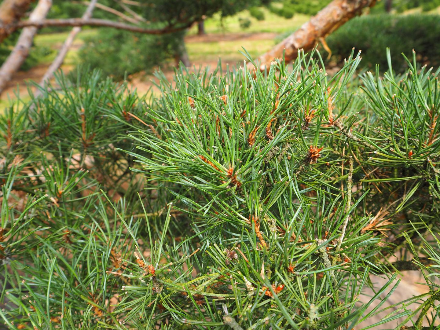 Nursery: Purchase topiaries and pleached trees