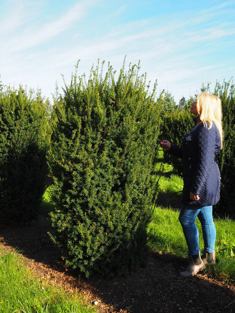 thuja atemnot Thuja o 'Lemon Burst' #2 main image 1
