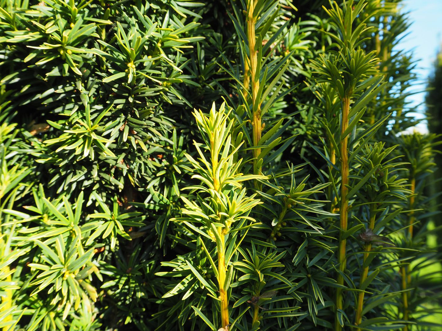 strelitzia samen Strelitzie Samen kaufen (hohe Keimquote & geprüftes Saatgut) – Pflanzpaket main image 0