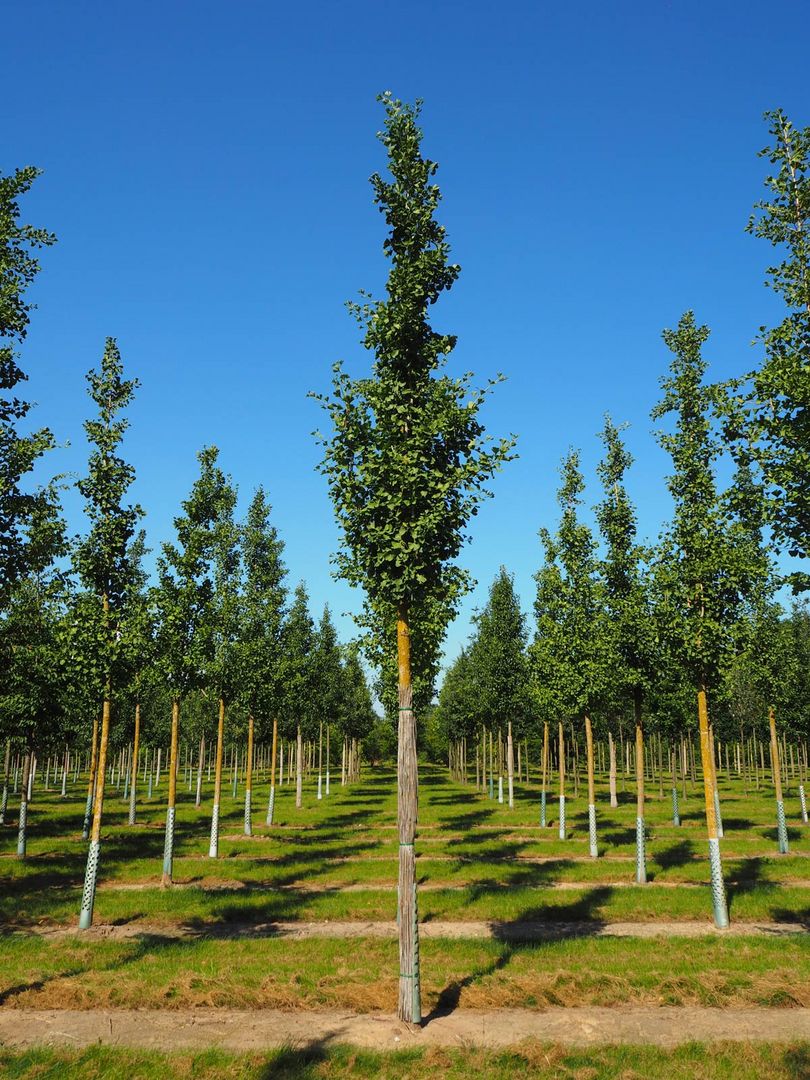 Nursery Purchase standard trees