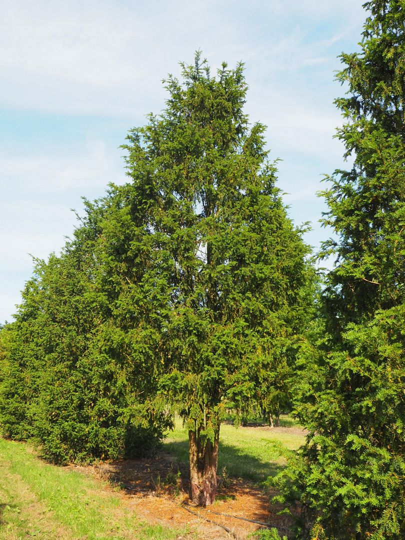 groe zimmerpflanze die wenig licht braucht SPECIAL OFFER Groer Gummibaum, 100cm  Green Me Up