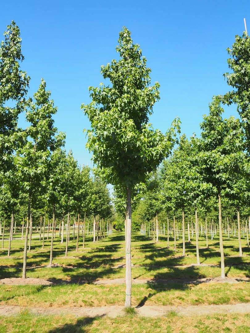 Baumschule Alleebäume, Straßenbäume und Hochstämme kaufen