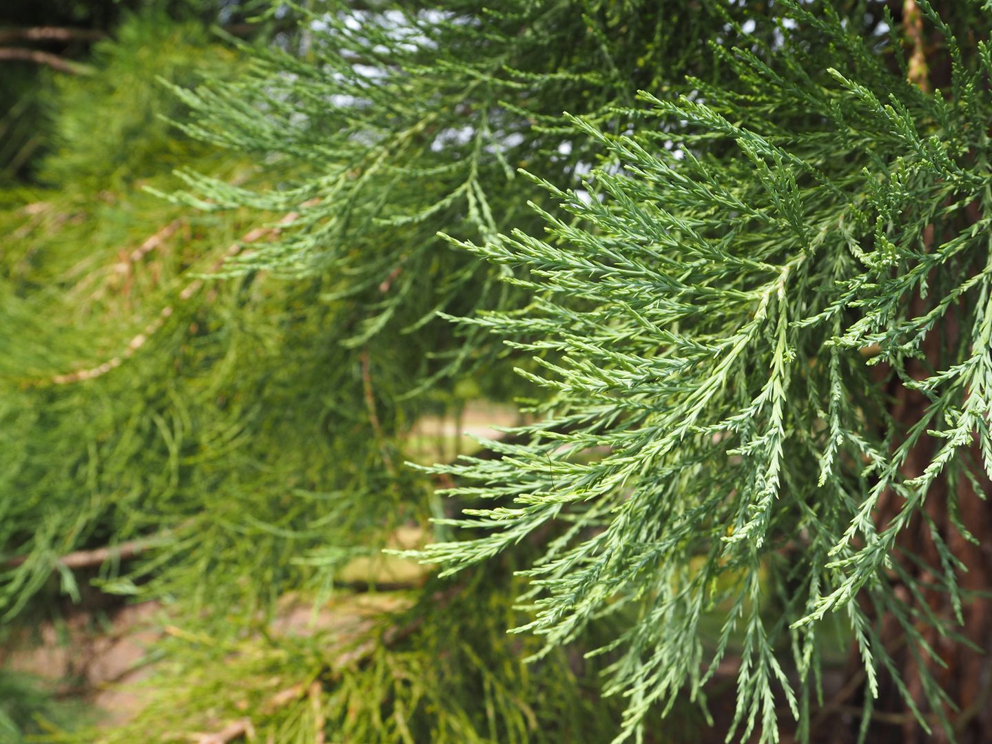 Baumschule Koniferen kaufen