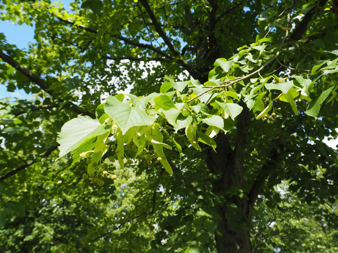 Baumschule Solitärbäume und große Bäume kaufen