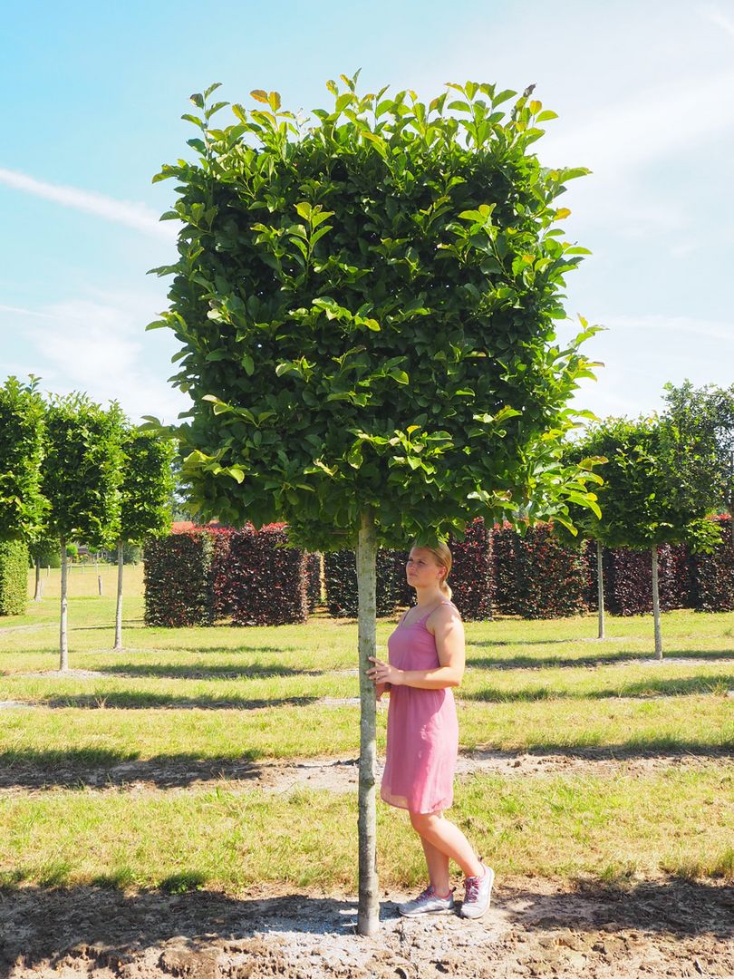 Nursery Purchase Topiaries And Pleached Trees