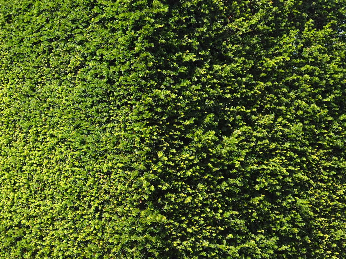 wisteria seeds Wisteria Seeds - Climbing Vine main image 1