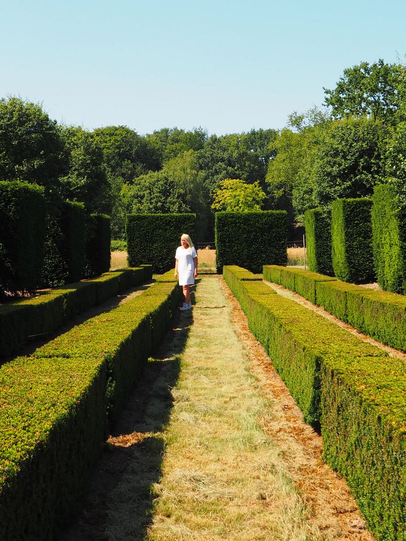 Baumschule: Hecke kaufen