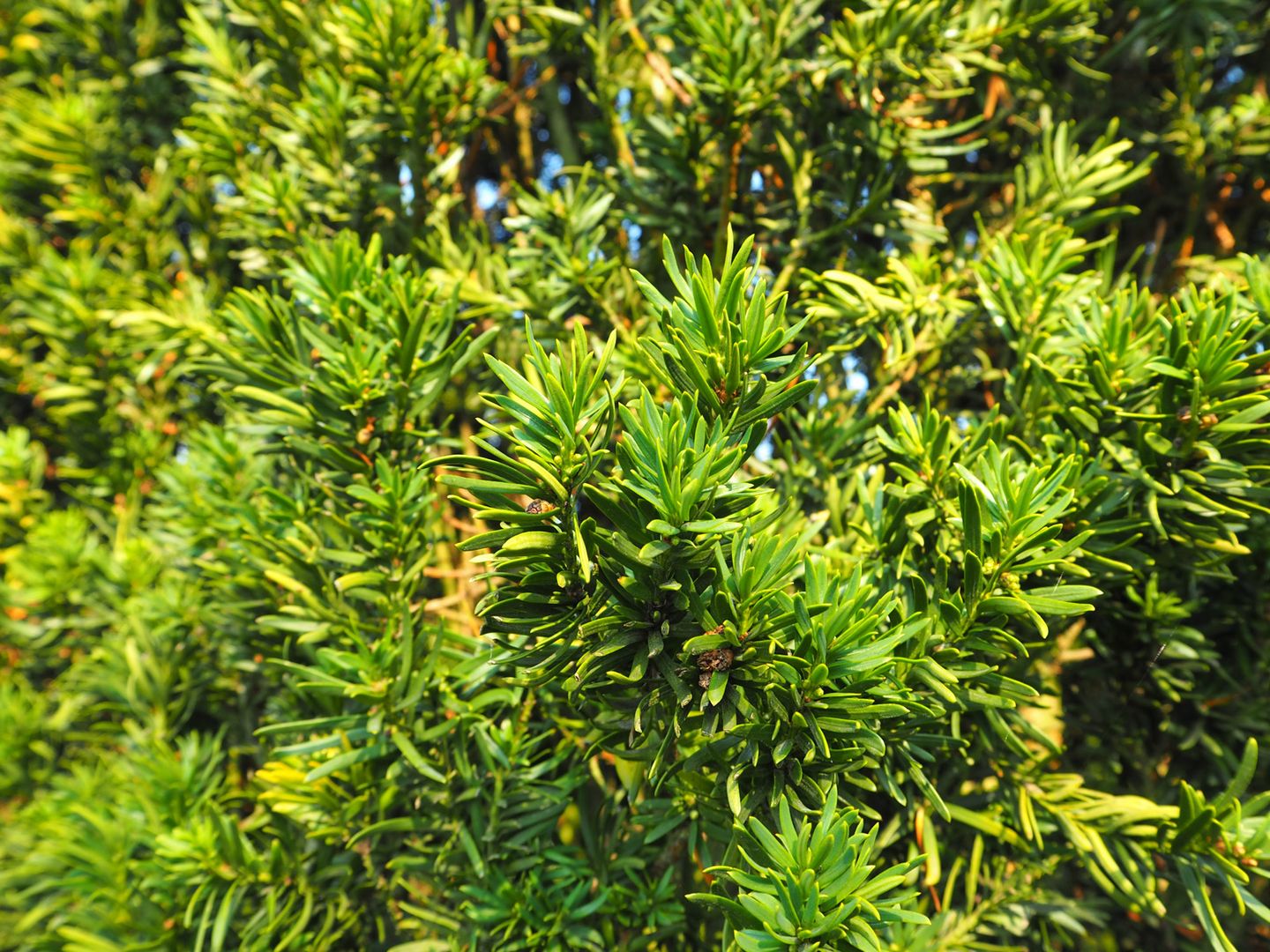 Nursery: Purchase field grown conifers