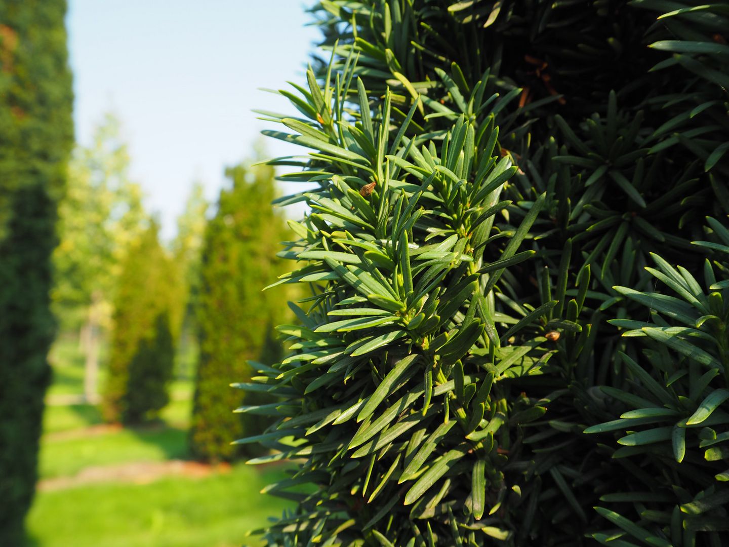 thuja elegantissima Arborvitae 'Elegantissima' main image 0
