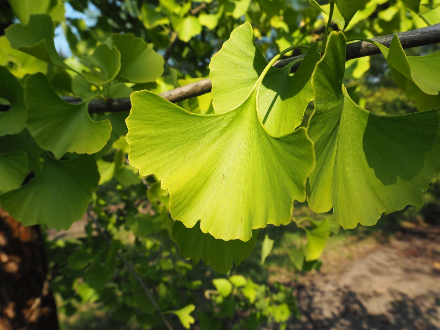 60+ Ginkgo Pflanze Kaufen, Ginkgo ist eine beliebte zutat in